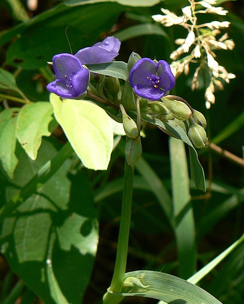 Schramm Park State Recreation Area