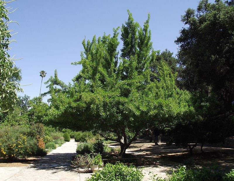 Arboretum et jardin botanique du comté de Los Angeles