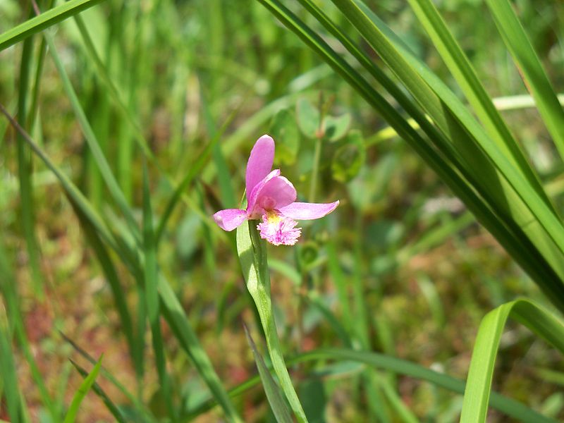 Pinhook Bog