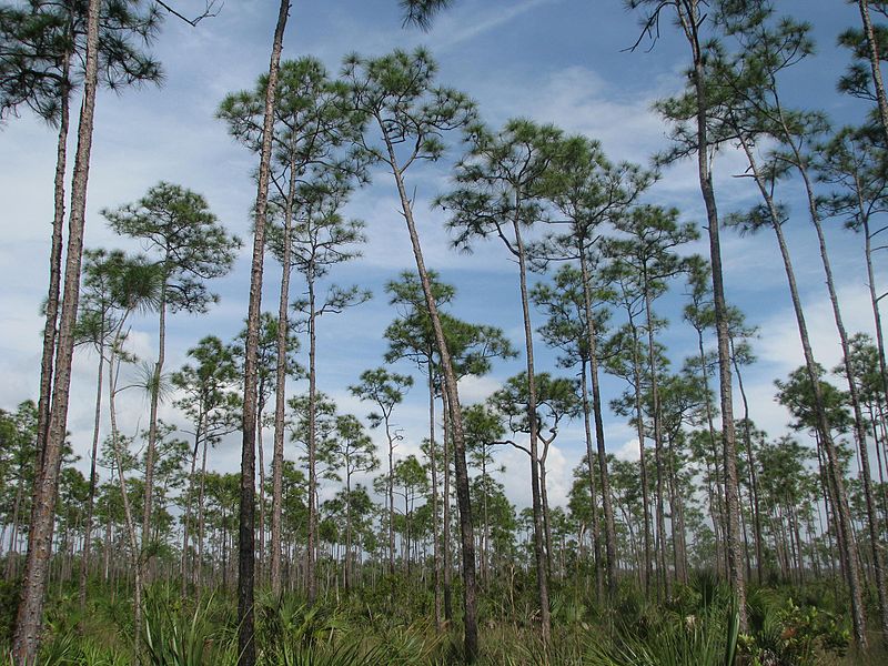 Park Narodowy Everglades