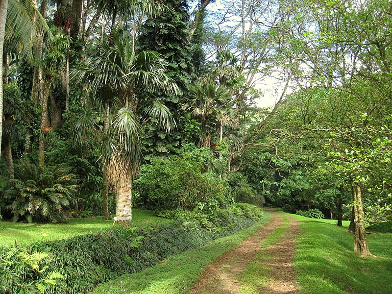 Lyon Arboretum