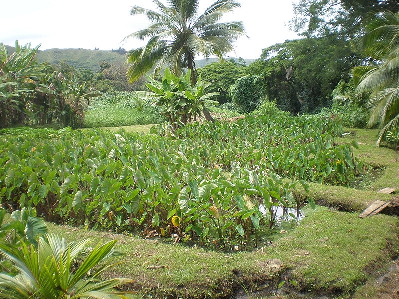 Ulupo Heiau State Historic Site