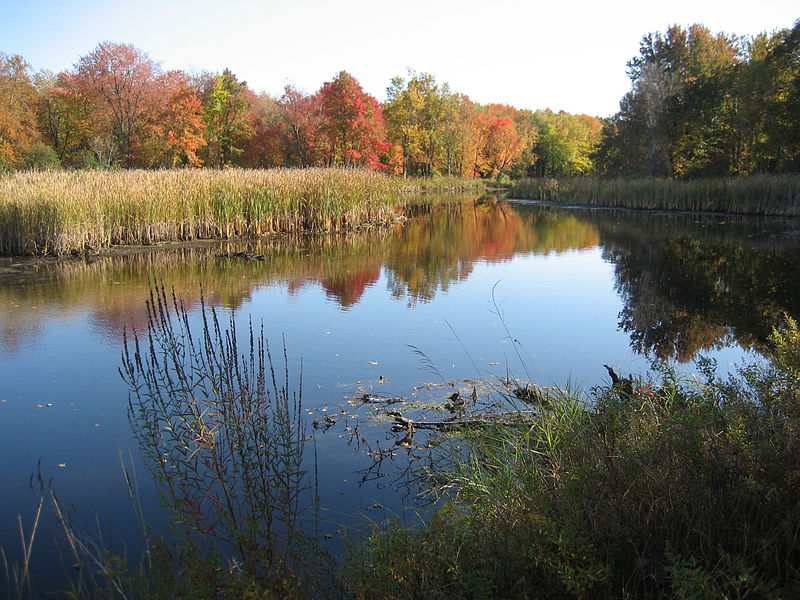 Black Pond Wildlife Management Area