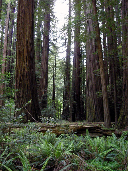 Park Stanowy Humboldt Redwoods