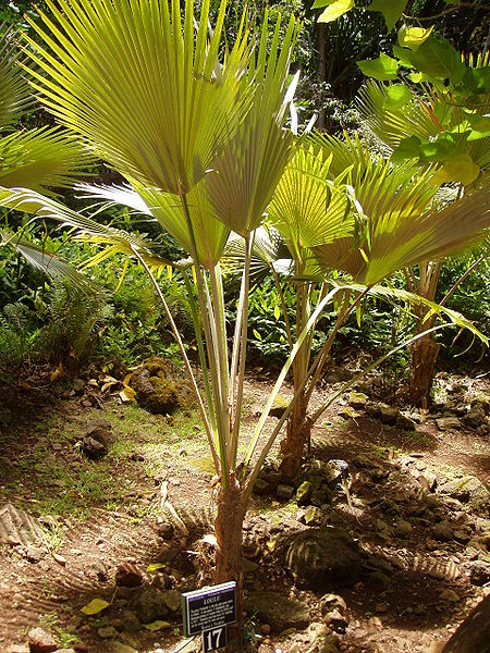 Limahuli Garden and Preserve