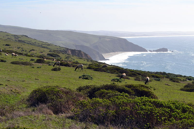 Tomales Point