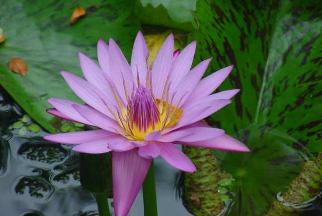 Hawaii Tropical Botanical Garden