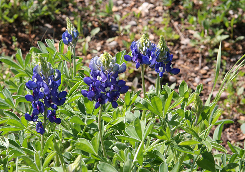 Lady Bird Johnson Wildflower Center