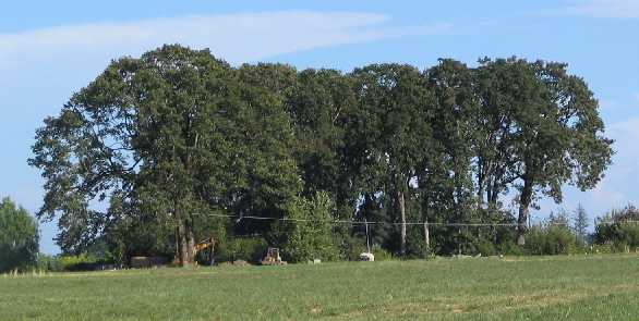 Forêts de la vallée de la Willamette