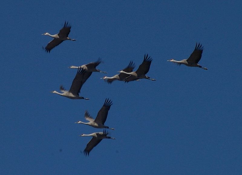 Bitter Lake National Wildlife Refuge