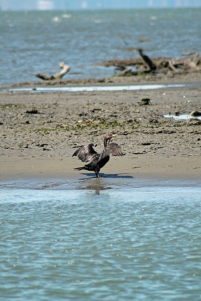 Hayward Regional Shoreline