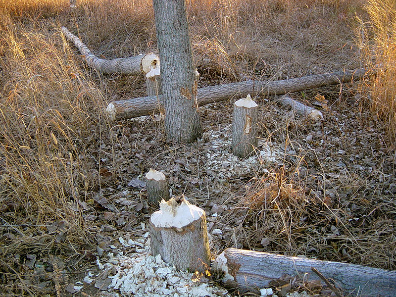 Boyer Chute National Wildlife Refuge