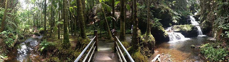 Hawaii Tropical Botanical Garden