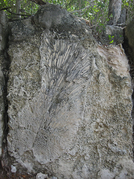 Park Stanowy Windley Key Fossil Reef Geological