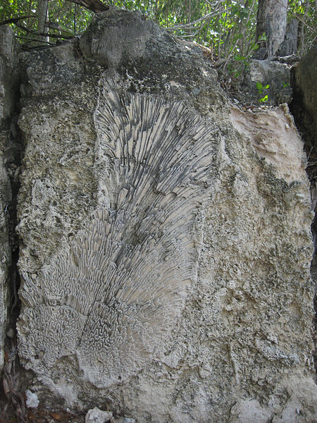 Windley Key Fossil Reef Geological State Park