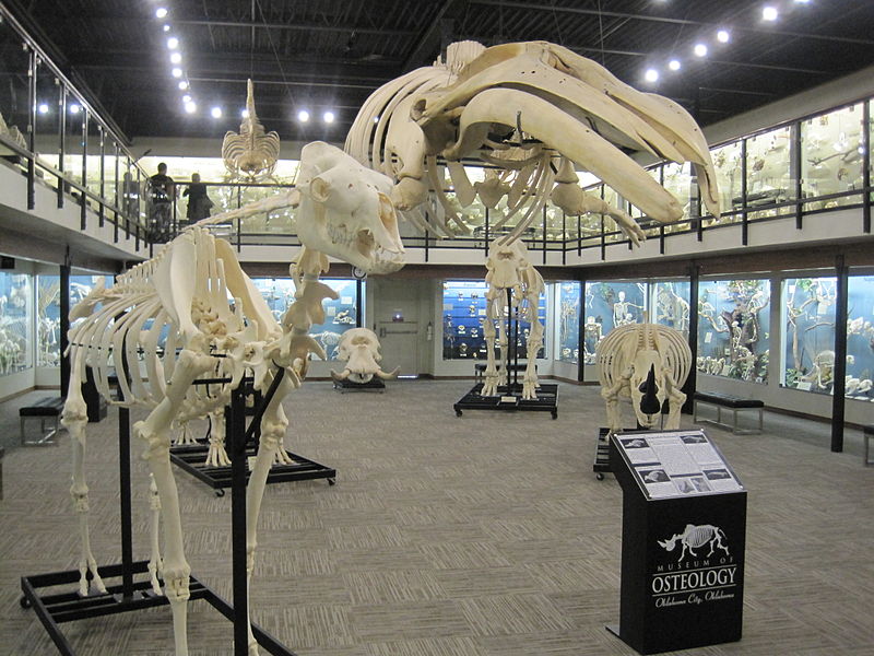 Museum of Osteology