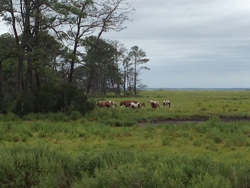 Chincoteague National Wildlife Refuge