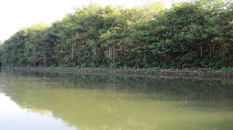 Molii Fishpond