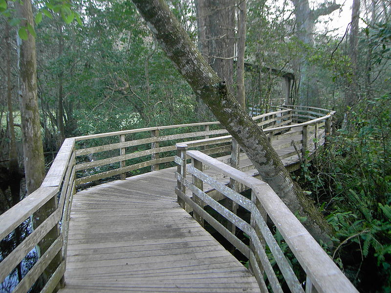 Sanctuaire Corkscrew Swamp