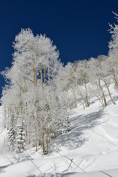 Aspen Mountain