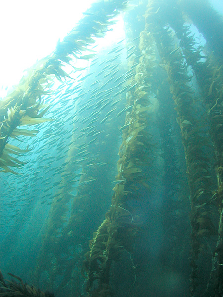 Archipiélago del Norte