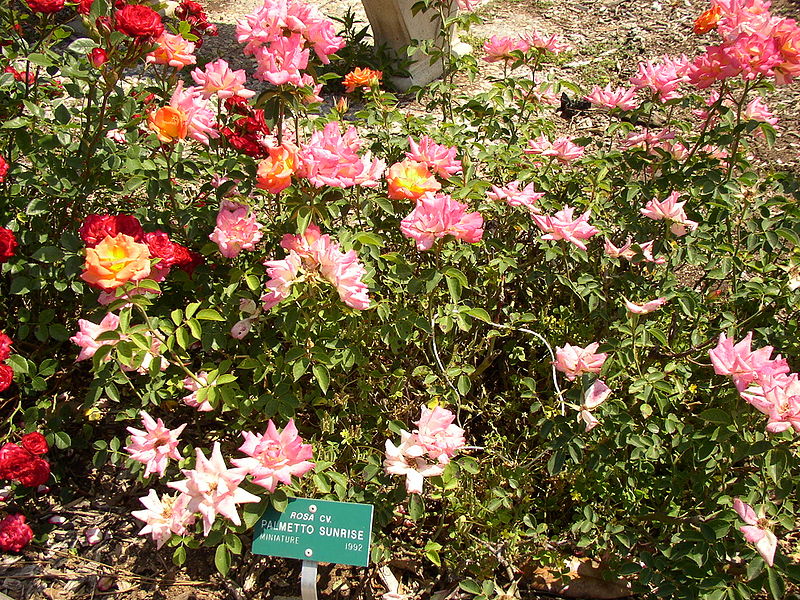 Jardín botánico de la universidad de California, Campus de Riverside