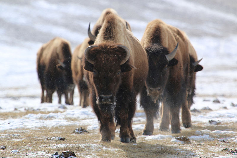 National Elk Refuge