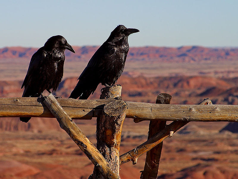 Petrified Forest National Park