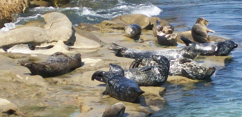 La Jolla Cove