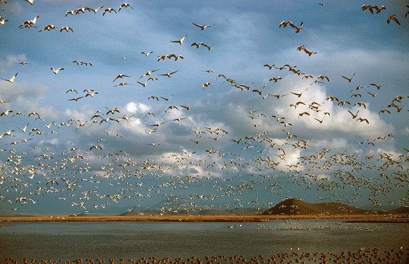 Lower Klamath National Wildlife Refuge