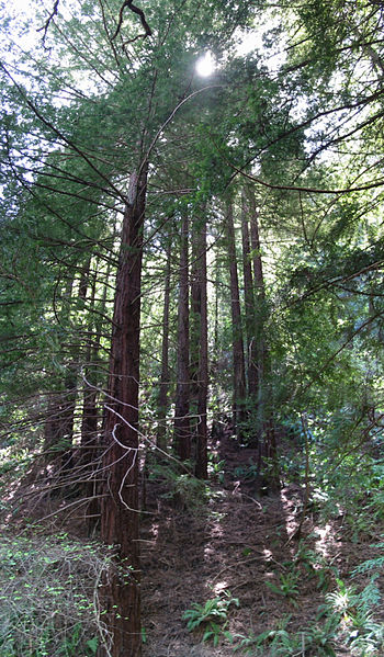 Park Regionalny Redwood