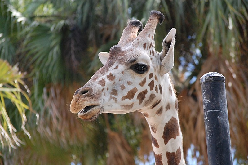 Naples Zoo at Caribbean Gardens