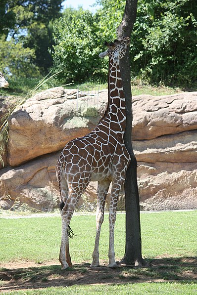 Zoo de Nashville