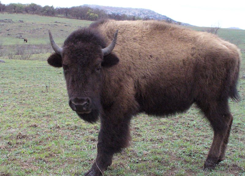 Refuge faunique Wichita Mountains