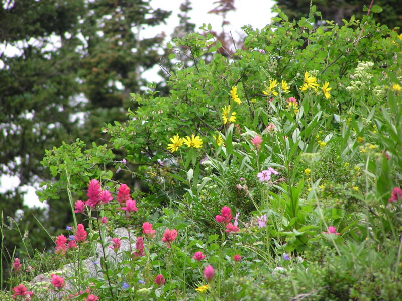 Little Cottonwood Canyon