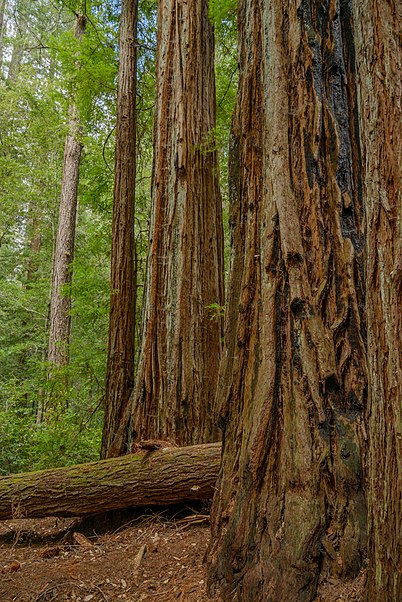Parc d'État de Big Basin Redwoods