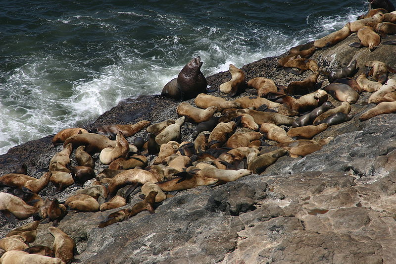 Sea Lion Caves