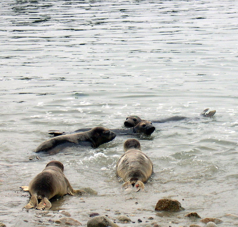 The Marine Mammal Center