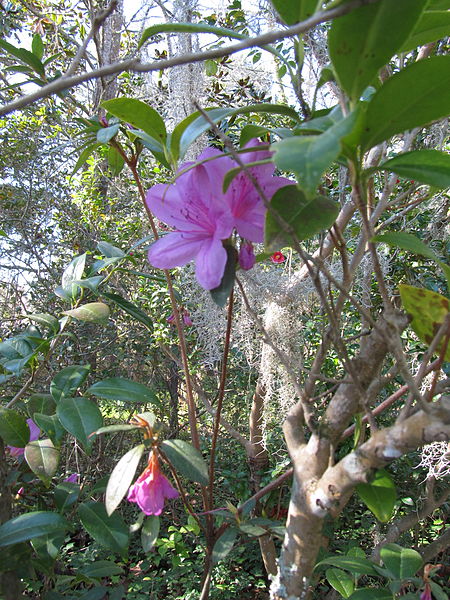 Jardines y Plantación Magnolia