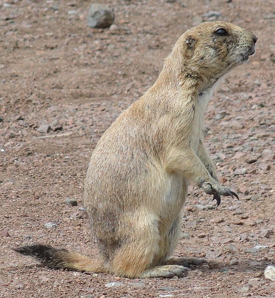 Wichita Mountains Wildlife Refuge