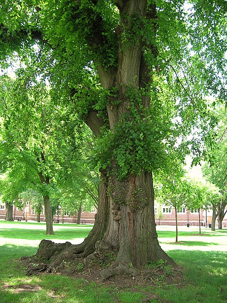 Trinity College