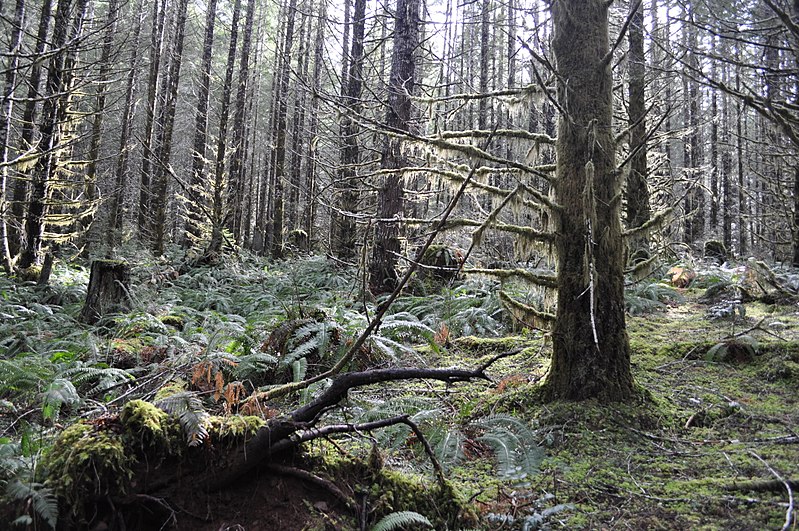 Tillamook State Forest