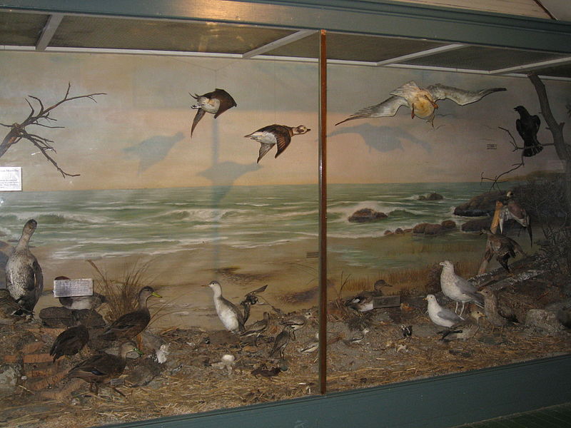 Birdcraft Museum
