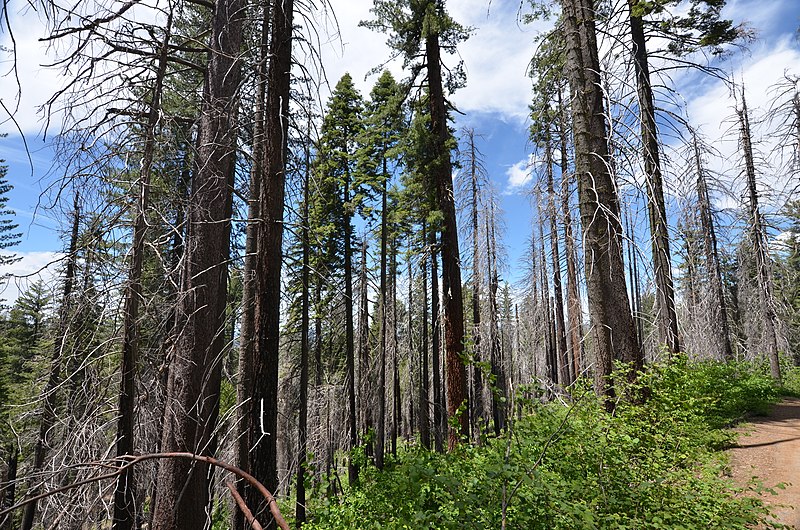 Mariposa Grove