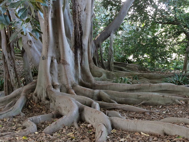 South Coast Botanic Garden