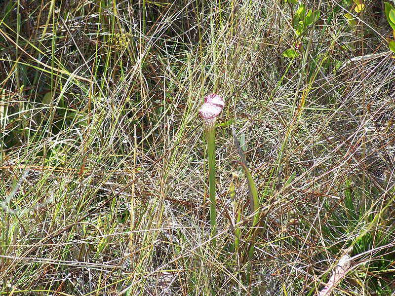 Park Stanowy Tarkiln Bayou Preserve