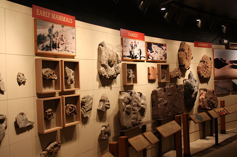 Raymond M. Alf Museum of Paleontology