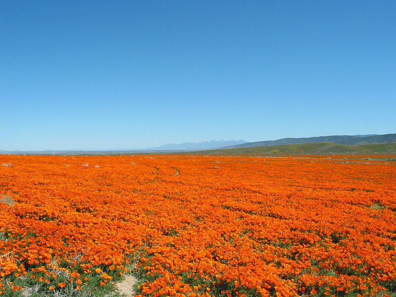 Reserva Antelope Valley California Poppy