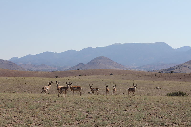 Forêt nationale de Cibola