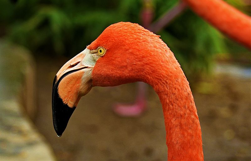 Zoológico de Sacramento